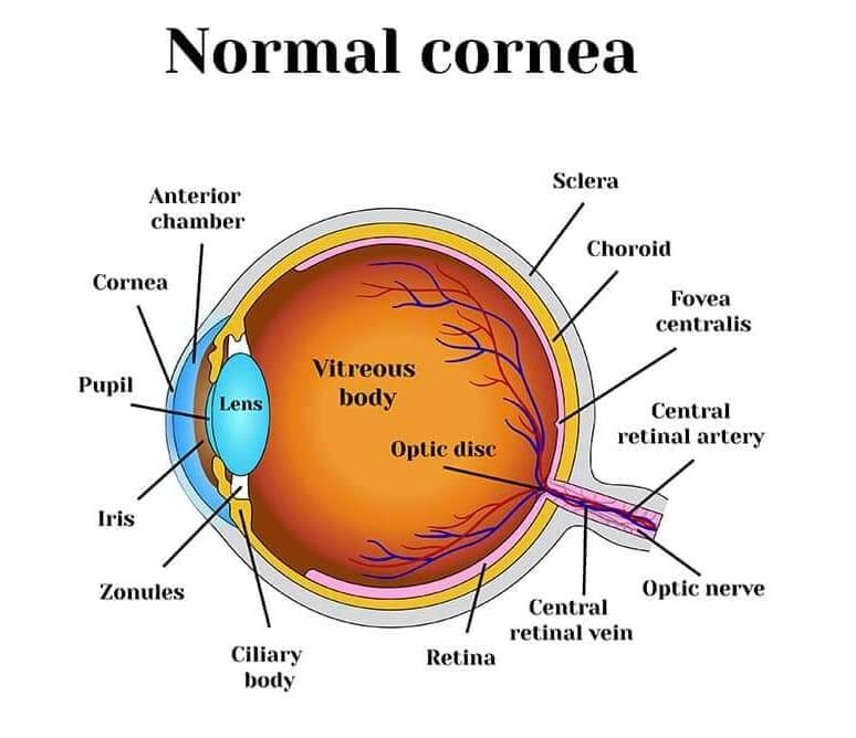 Diagram of a Normal Cornea